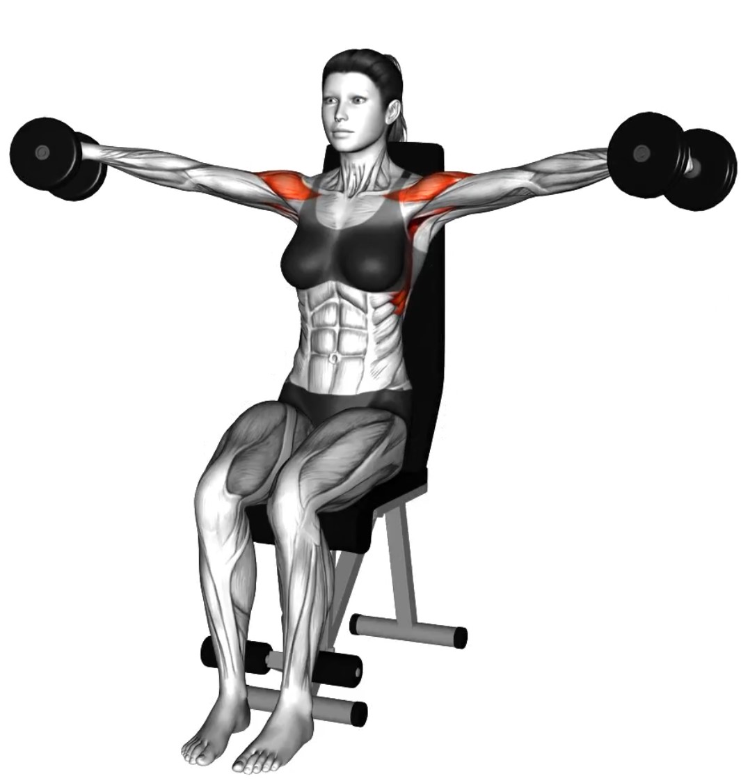 Élévations latérales avec haltères – Travail des muscles des épaules - Fin