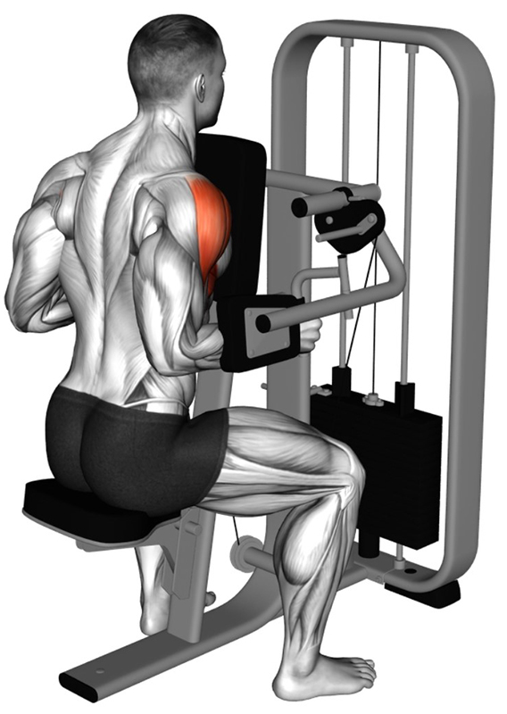 Élévations latérales des bras à la machine – Travail des muscles des épaules - Début