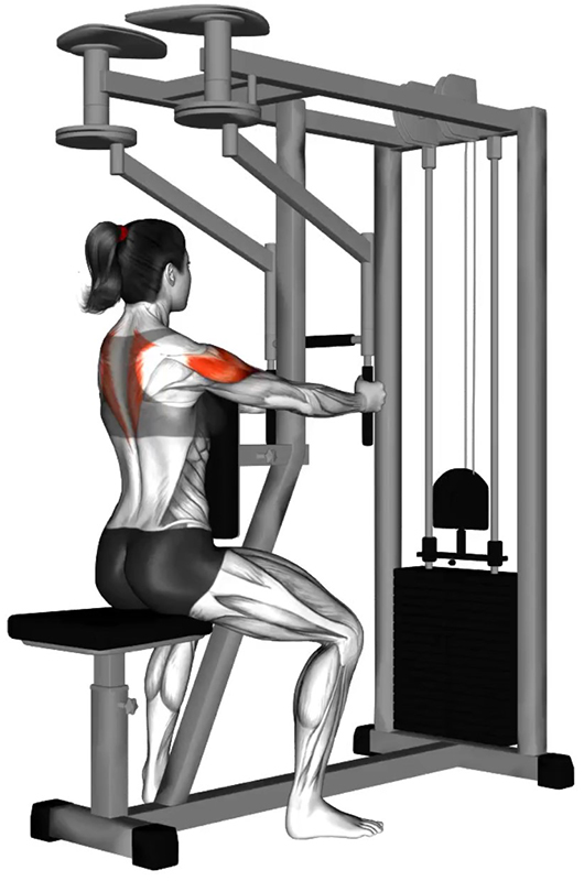 Écartés arrière à la machine : un exercice essentiel pour le renforcement des épaules - Début
