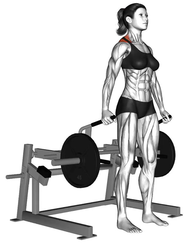 Haussement des épaules à la « Shrug Shoulder Machine » – Travail des trapèzes - Début