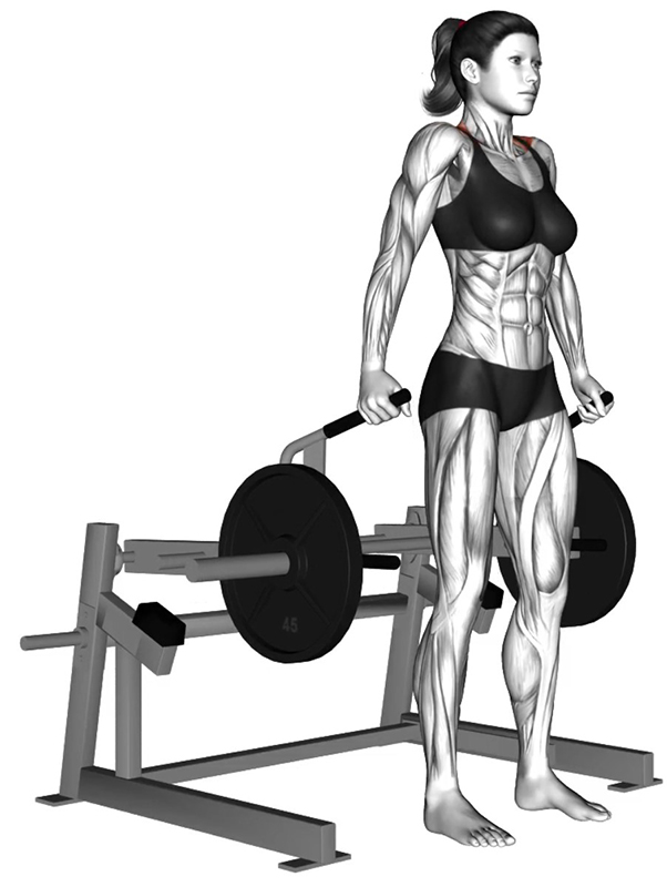 Haussement des épaules à la « Shrug Shoulder Machine » – Travail des trapèzes - Fin