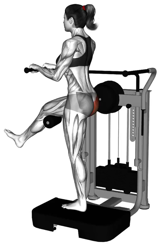 Extension arrière de la hanche à la machine Multi-Hip : un exercice ciblé pour les fessiers - Fin