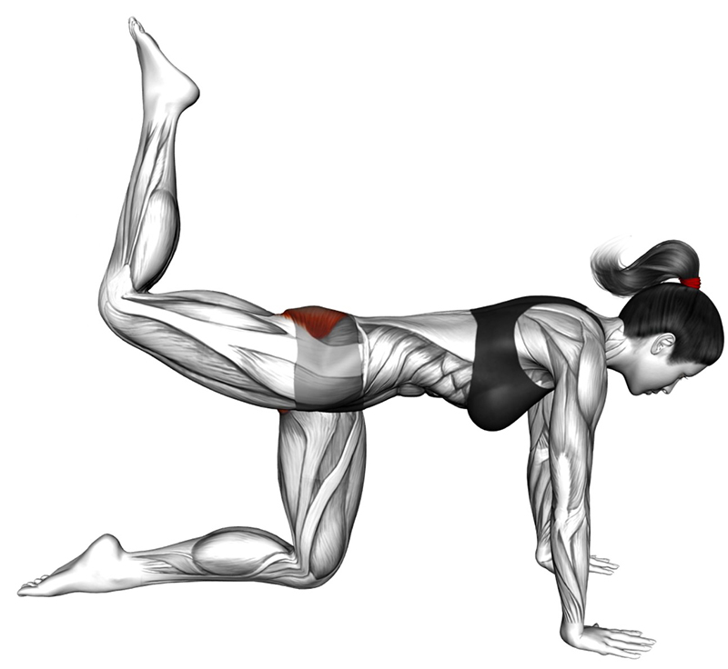 Extension arrière de la cuisse (kickback) : travail des muscles des fessiers - Fin