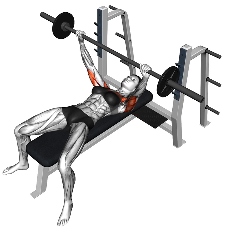 Développé couché avec la barre olympique - Début