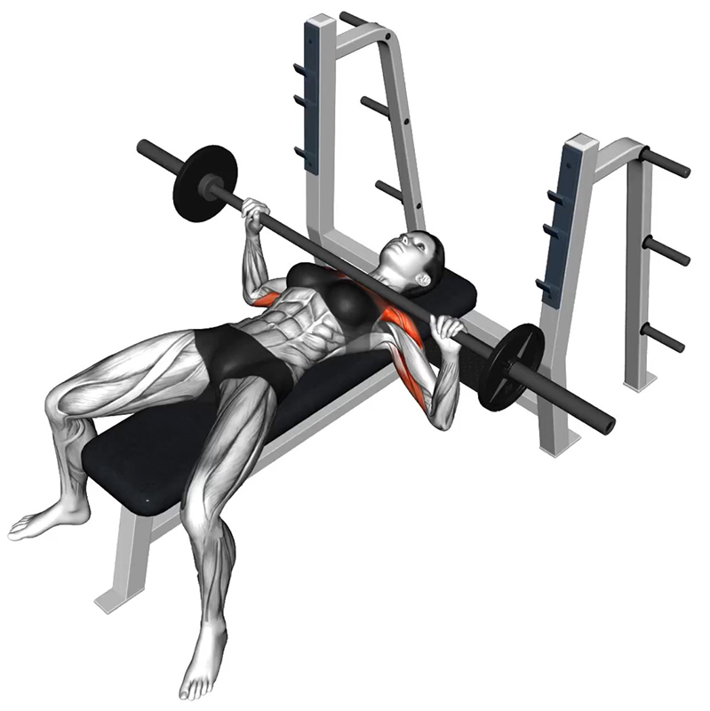 Développé couché avec la barre olympique - Fin