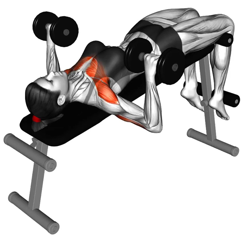 Développé couché incliné avec haltères : un exercice fondamental pour les pectoraux - Fin
