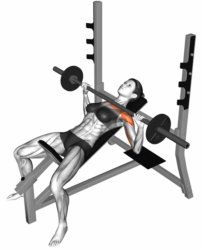 Développé incliné avec barre olympique pour le travail des pectoraux - Fin