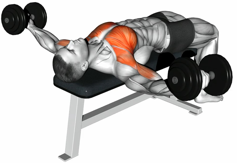 Écartés latéraux sur banc plat avec haltères – Travail des muscles pectoraux - Fin