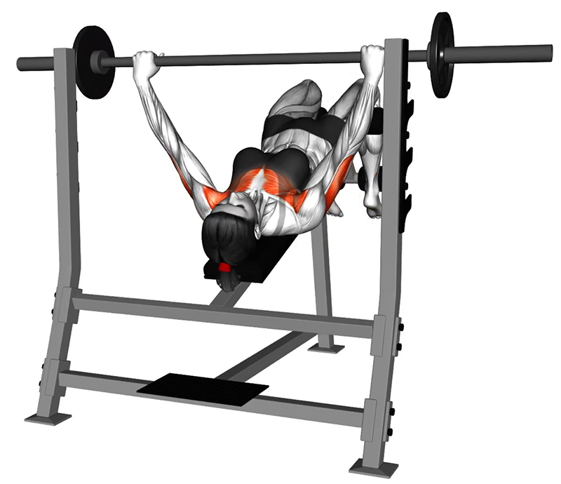 Développé couché décliné avec barre olympique : travail des muscles pectoraux - Fin