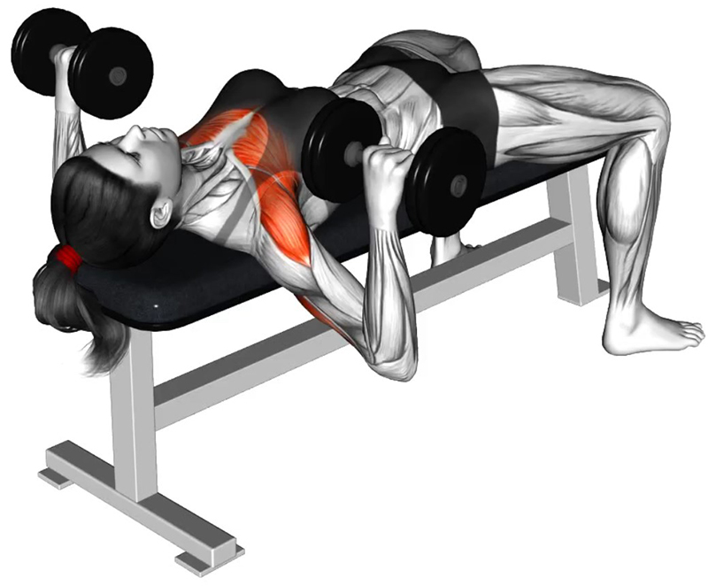 Développé couché avec haltères courts : travail des muscles des pectoraux - Fin