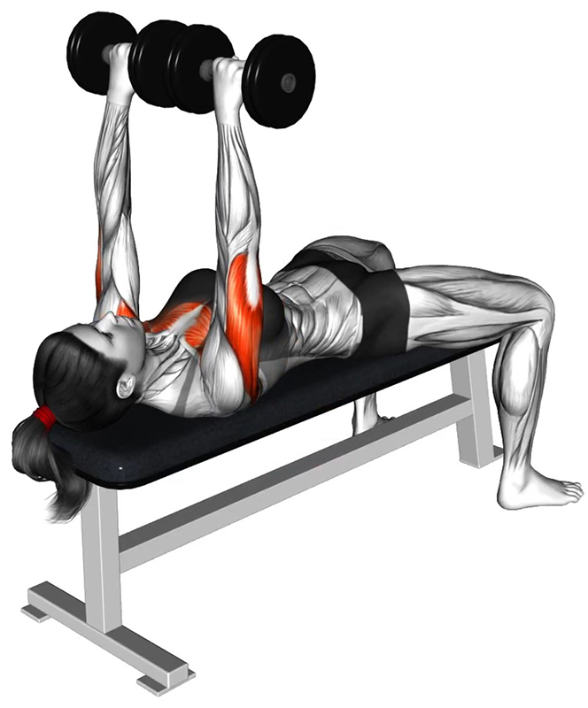 Développé couché avec haltères courts : travail des muscles des pectoraux - Début