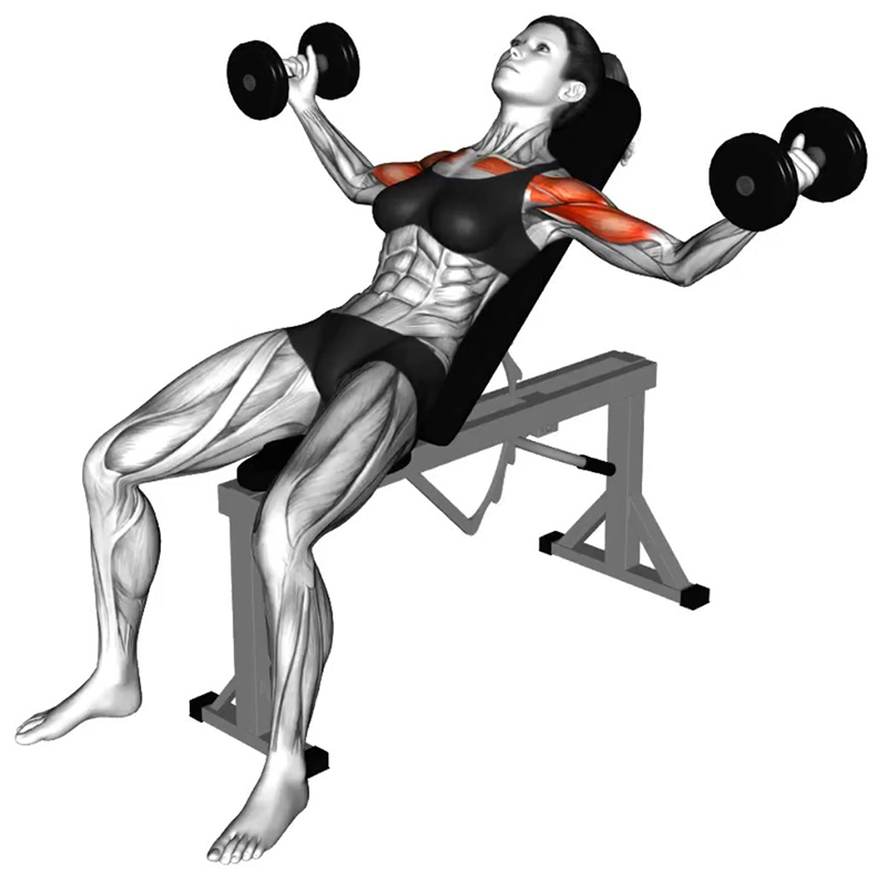 Écartés latéraux sur banc incliné avec haltères – Travail des muscles pectoraux - Fin