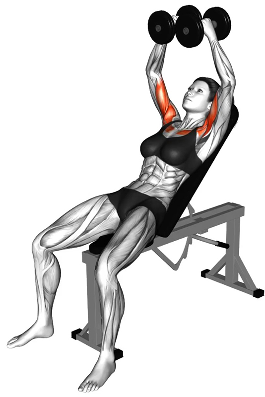 Écartés latéraux sur banc incliné avec haltères – Travail des muscles pectoraux - Début