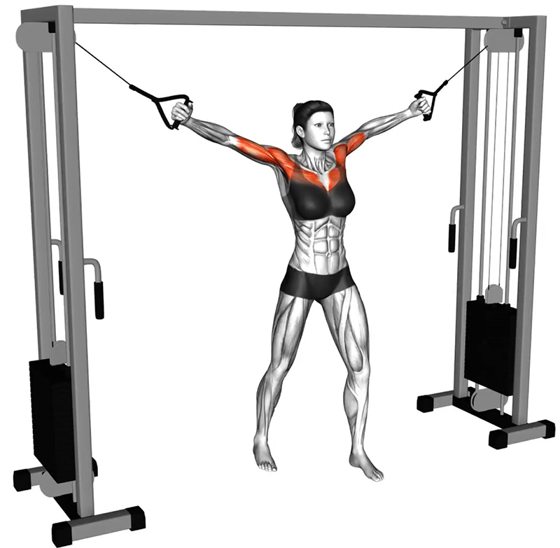 Adduction des bras à la poulie vis-à-vis – Travail des pectoraux - Début