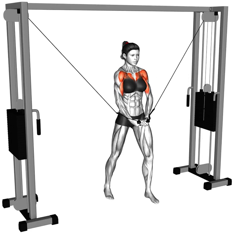 Adduction des bras à la poulie vis-à-vis – Travail des pectoraux - Fin