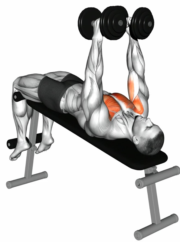 cartés latéraux avec haltères sur banc décliné – Travail des muscles pectoraux - Début