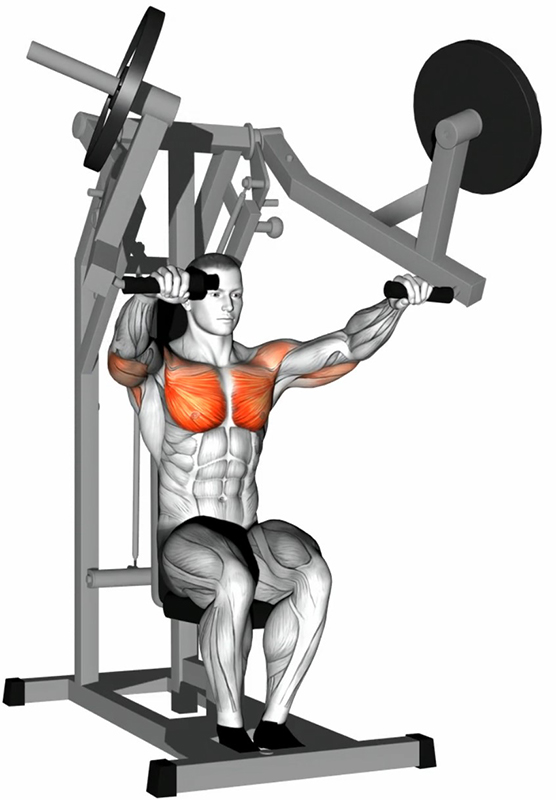 Développé assis à la machine – Pec Deck : travail des pectoraux - Fin