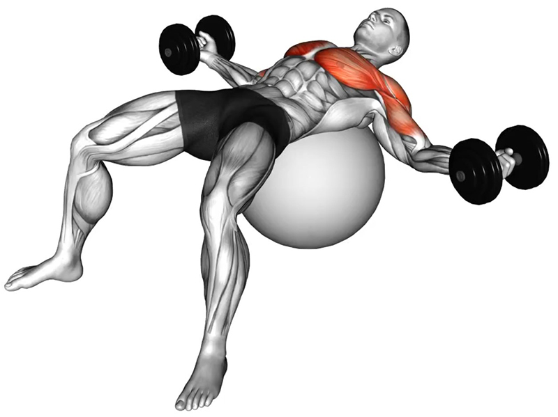 Écartés latéraux avec haltères sur ballon – Travail des pectoraux - Début