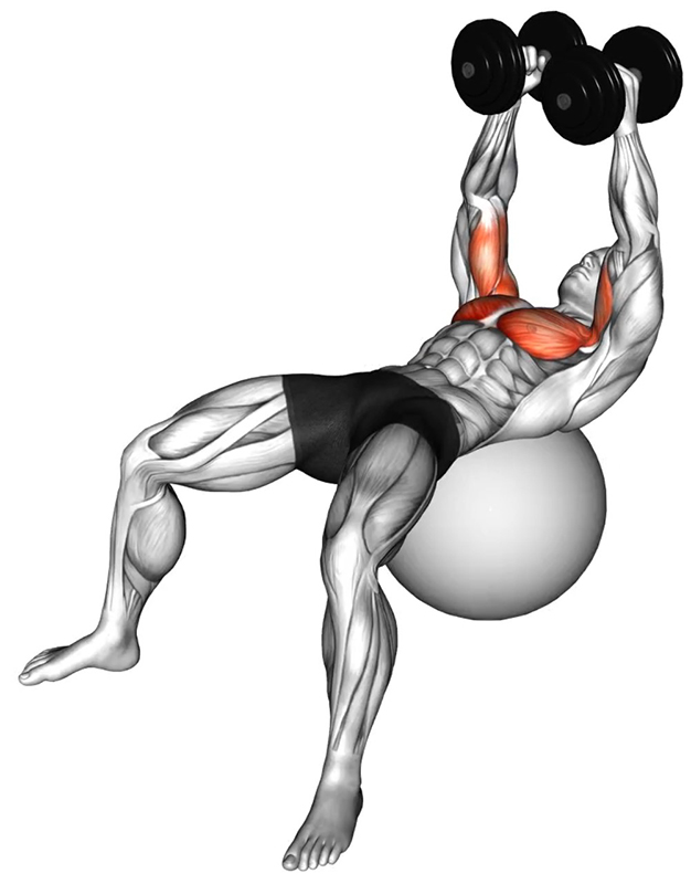 Écartés latéraux avec haltères sur ballon – Travail des pectoraux - Fin