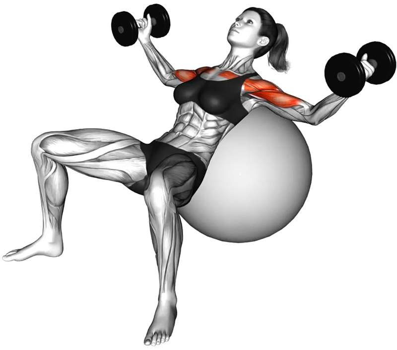 Écartés latéraux buste penché en appui sur le ballon avec haltères : un travail profond des pectoraux et des stabilisateurs - Début