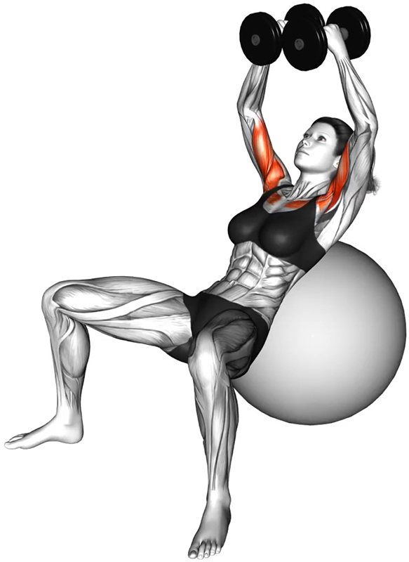 Écartés latéraux buste penché en appui sur le ballon avec haltères : un travail profond des pectoraux et des stabilisateurs - Fin