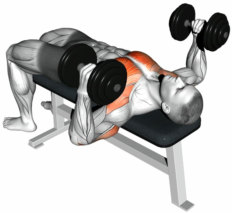 Développé Couché avec Haltères – Prise Marteau (Hammer) -  Travail Spécifique des Pectoraux et Stabilité de l’Épaule - Fin