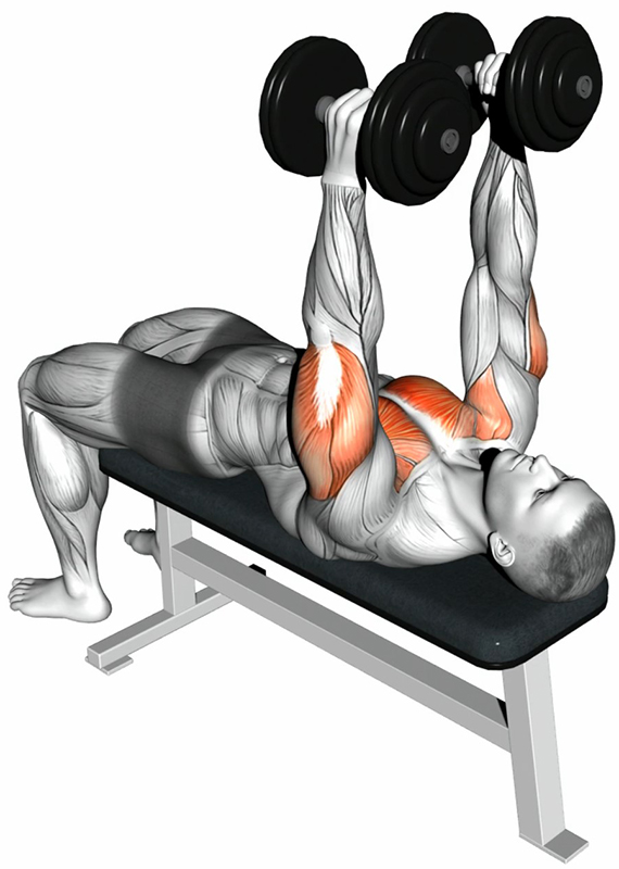 Développé Couché avec Haltères – Prise Marteau (Hammer) -  Travail Spécifique des Pectoraux et Stabilité de l’Épaule - Début