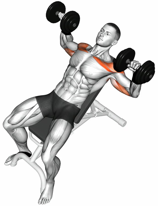 Développé Couché sur Banc Incliné avec Haltères – Travail des Pectoraux - Début