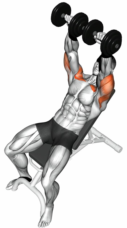 Développé Couché sur Banc Incliné avec Haltères – Travail des Pectoraux - Fin