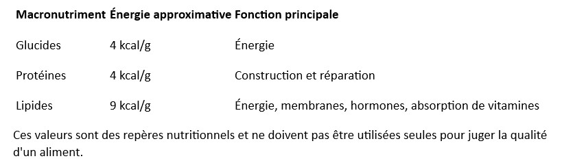 Guide complet des macronutriments